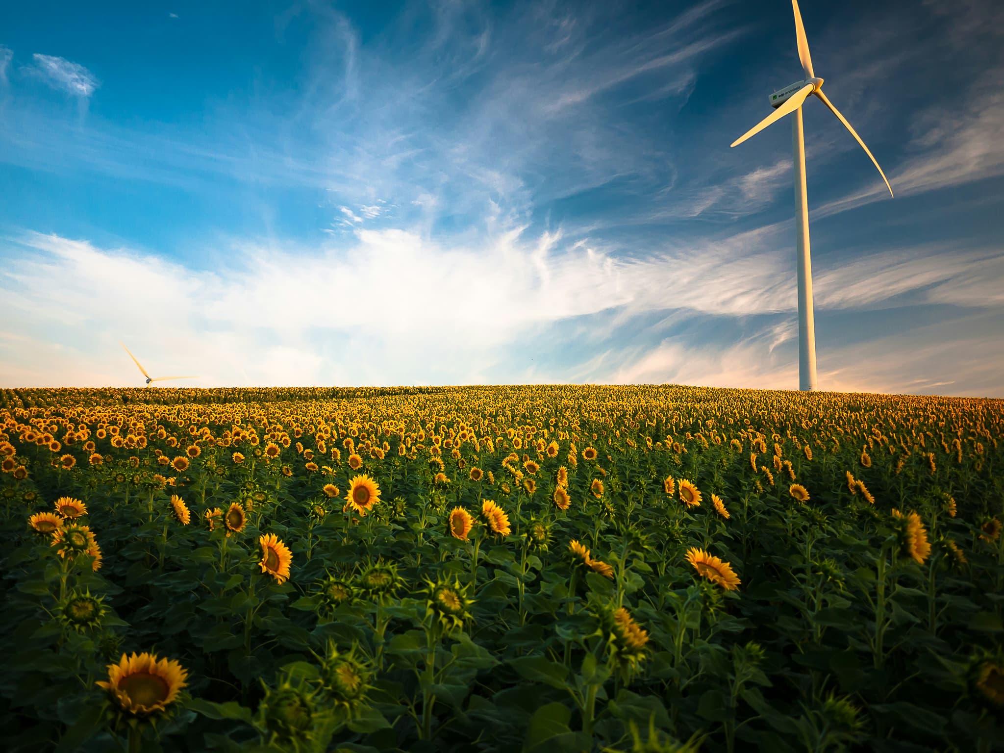 sunflowers.jpg